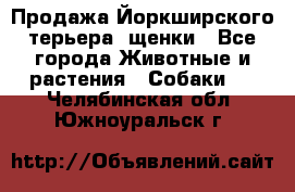 Продажа Йоркширского терьера, щенки - Все города Животные и растения » Собаки   . Челябинская обл.,Южноуральск г.